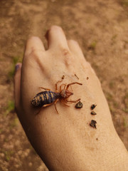 Eremobatinae