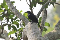 Onychognathus fulgidus