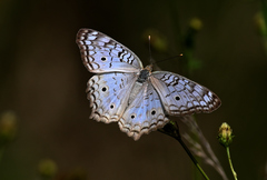Anartia jatrophae luteipicta