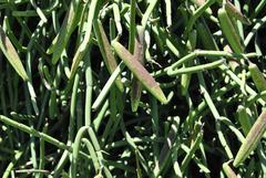 Cynanchum viminale viminale