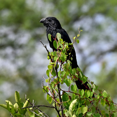 Crotophaga sulcirostris