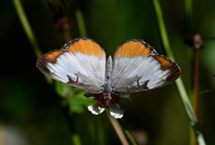 Mestra amymone
