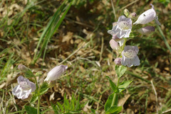 Penstemon cobaea