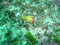 Conus algoensis simplex