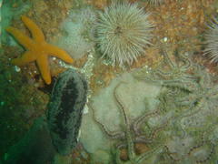 Pentacta doliolum