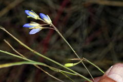 Heliophila linearis linearifolia