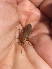 Copidita quadrimaculata