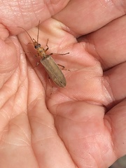 Copidita quadrimaculata