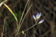 Heliophila linearis linearifolia