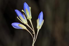 Heliophila linearis linearifolia