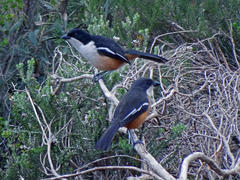 Laniarius ferrugineus ferrugineus