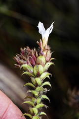 Roella amplexicaulis