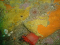 Pseudactinia flagellifera