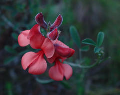 Indigofera candicans