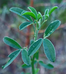 Indigofera candicans