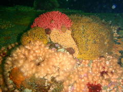 Melithaea rubra