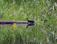 Chrysemys picta marginata