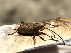 Curculio proboscideus