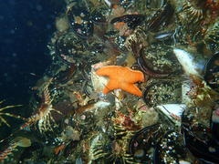 Choromytilus meridionalis