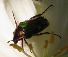 Leucocelis aeneicollis