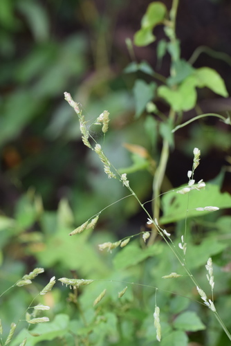 Image of Leersia lenticularis by (c) Blake Bringhurst, some rights reserved (CC BY)