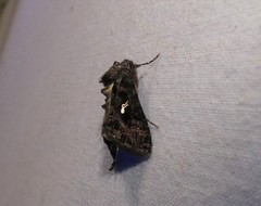 Ctenoplusia limbirena