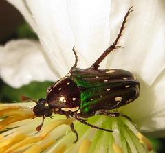 Leucocelis aeneicollis