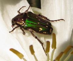 Leucocelis aeneicollis