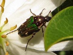 Leucocelis aeneicollis