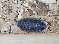 Porcellio echinatus