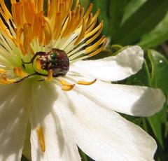 Leucocelis aeneicollis