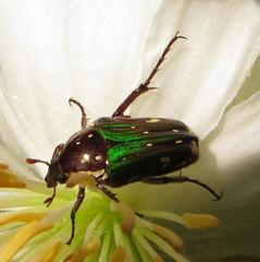 Leucocelis aeneicollis