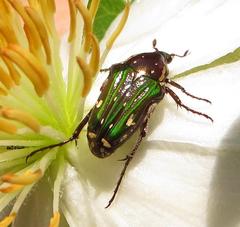 Leucocelis aeneicollis