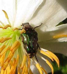 Leucocelis aeneicollis