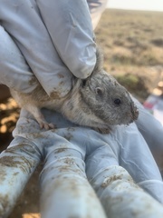 Thomomys clusius