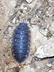 Porcellio echinatus