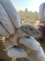 Thomomys clusius