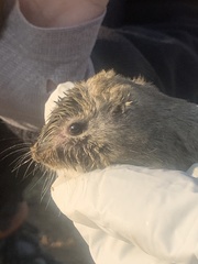 Thomomys clusius