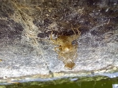 Crocothemis erythraea