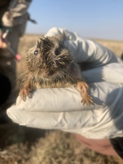 Thomomys clusius