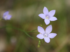 Wahlenbergia graniticola