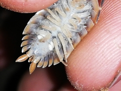 Porcellio echinatus
