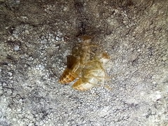 Crocothemis erythraea