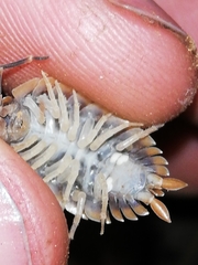 Porcellio echinatus