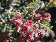 Erica haematocodon