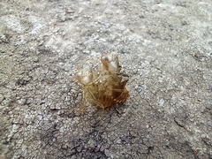 Crocothemis erythraea