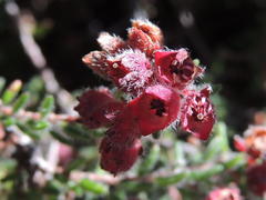 Erica haematocodon