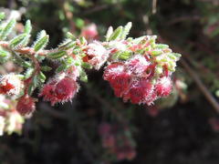Erica haematocodon