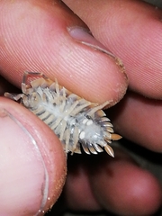 Porcellio echinatus