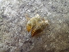 Crocothemis erythraea